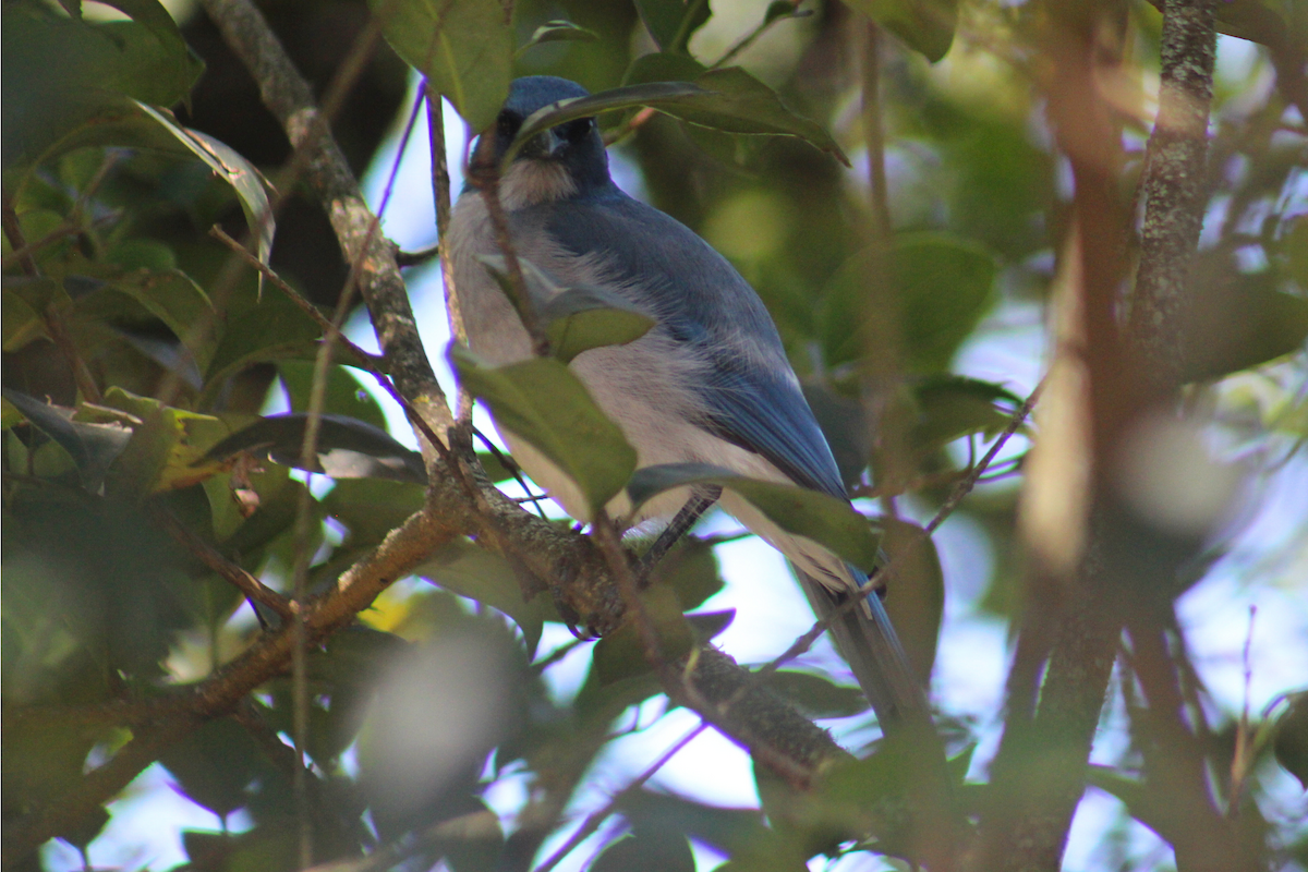 Mexican Jay - ML638932183