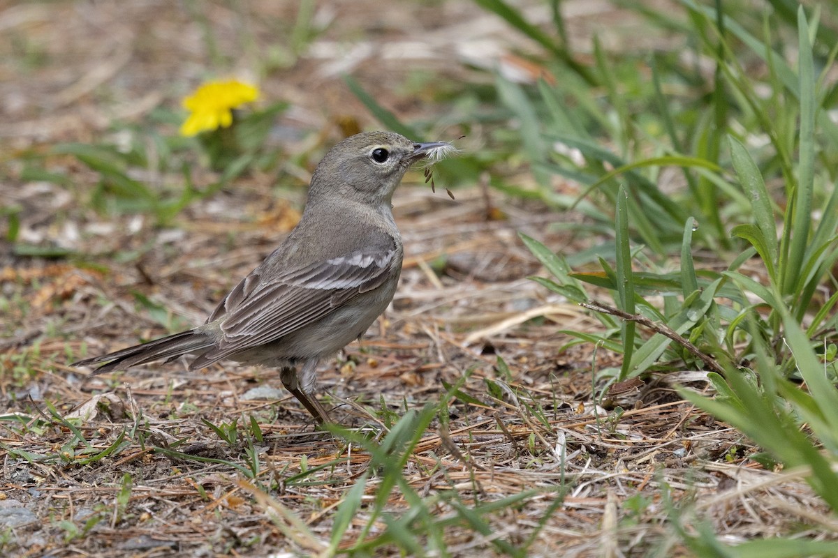 Pine Warbler - ML638932198