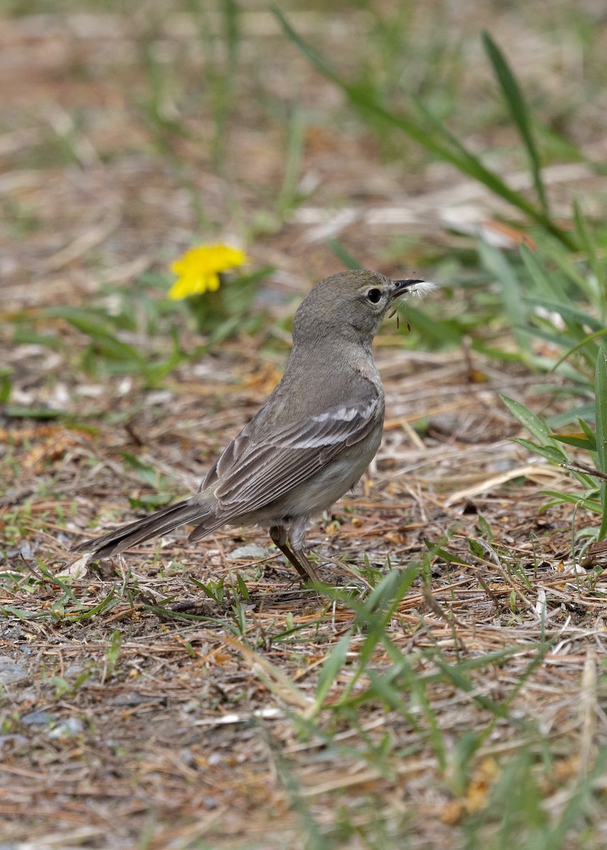 Pine Warbler - ML638932199