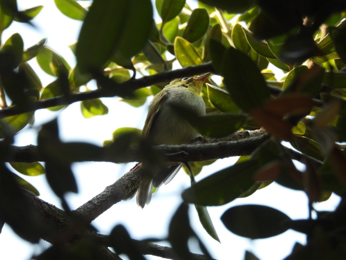 Swinhoe's White-eye - ML638932200