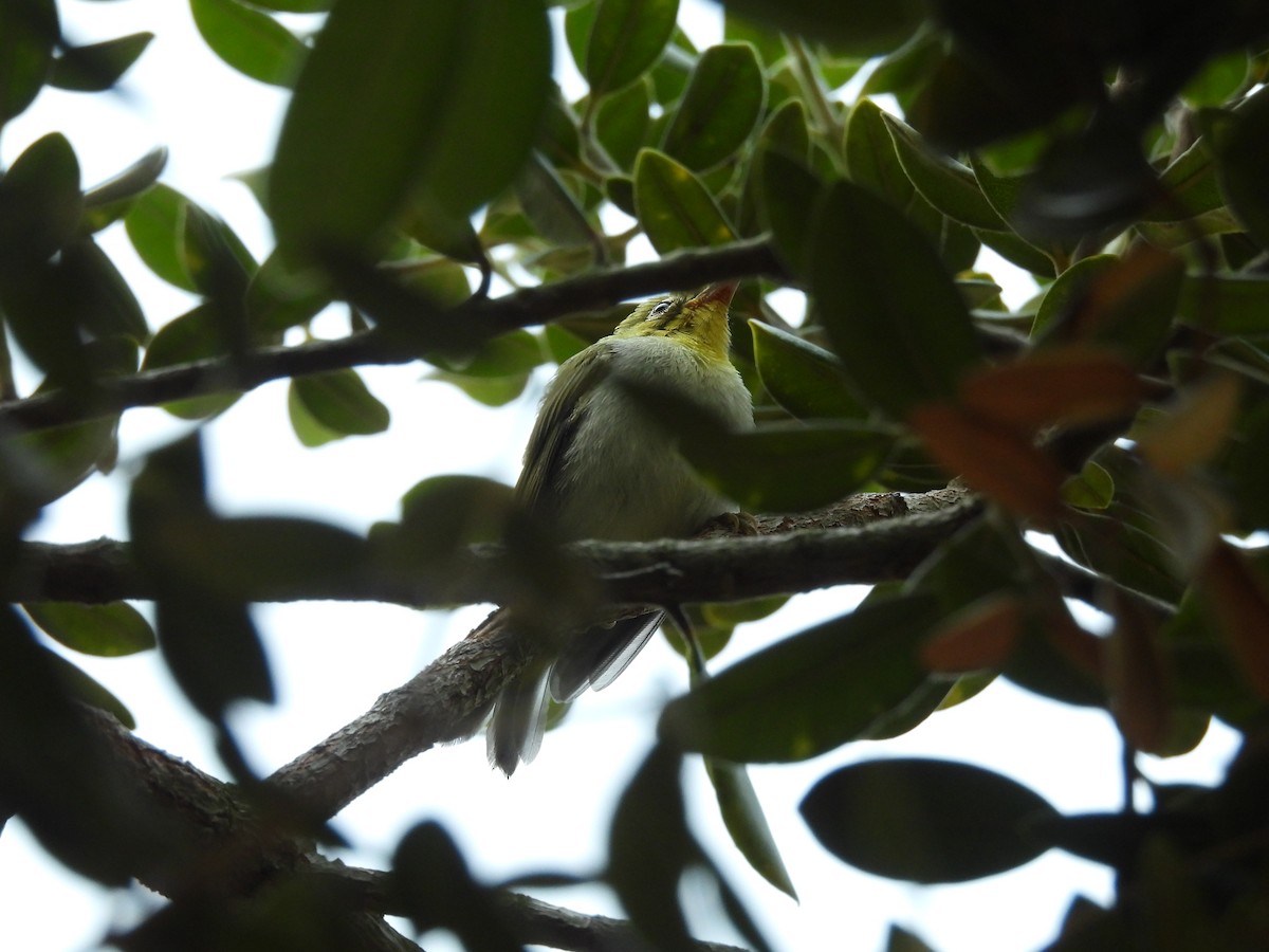 Swinhoe's White-eye - ML638932209