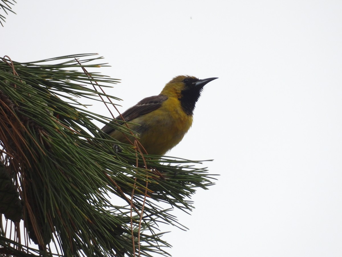 Hooded Oriole - ML638932225