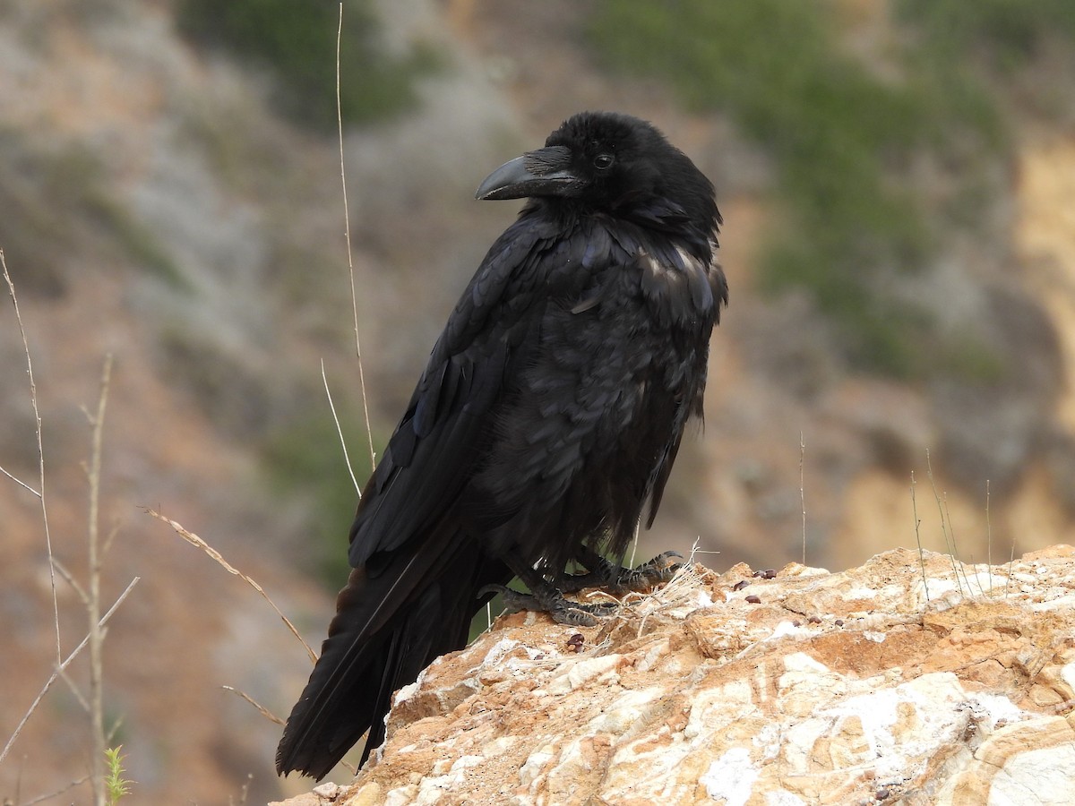 Common Raven - ML638932235