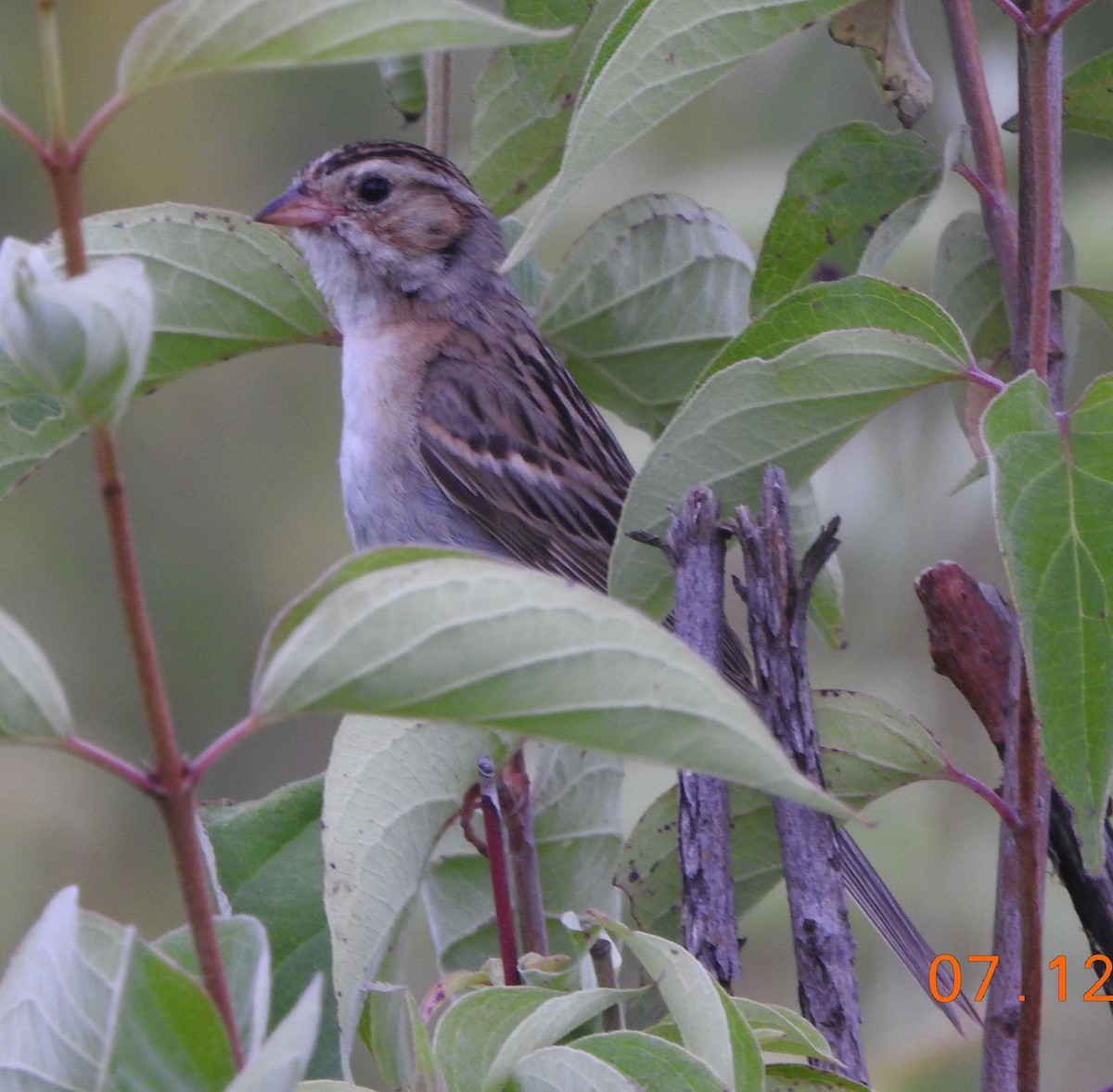 Clay-colored Sparrow - ML638932236