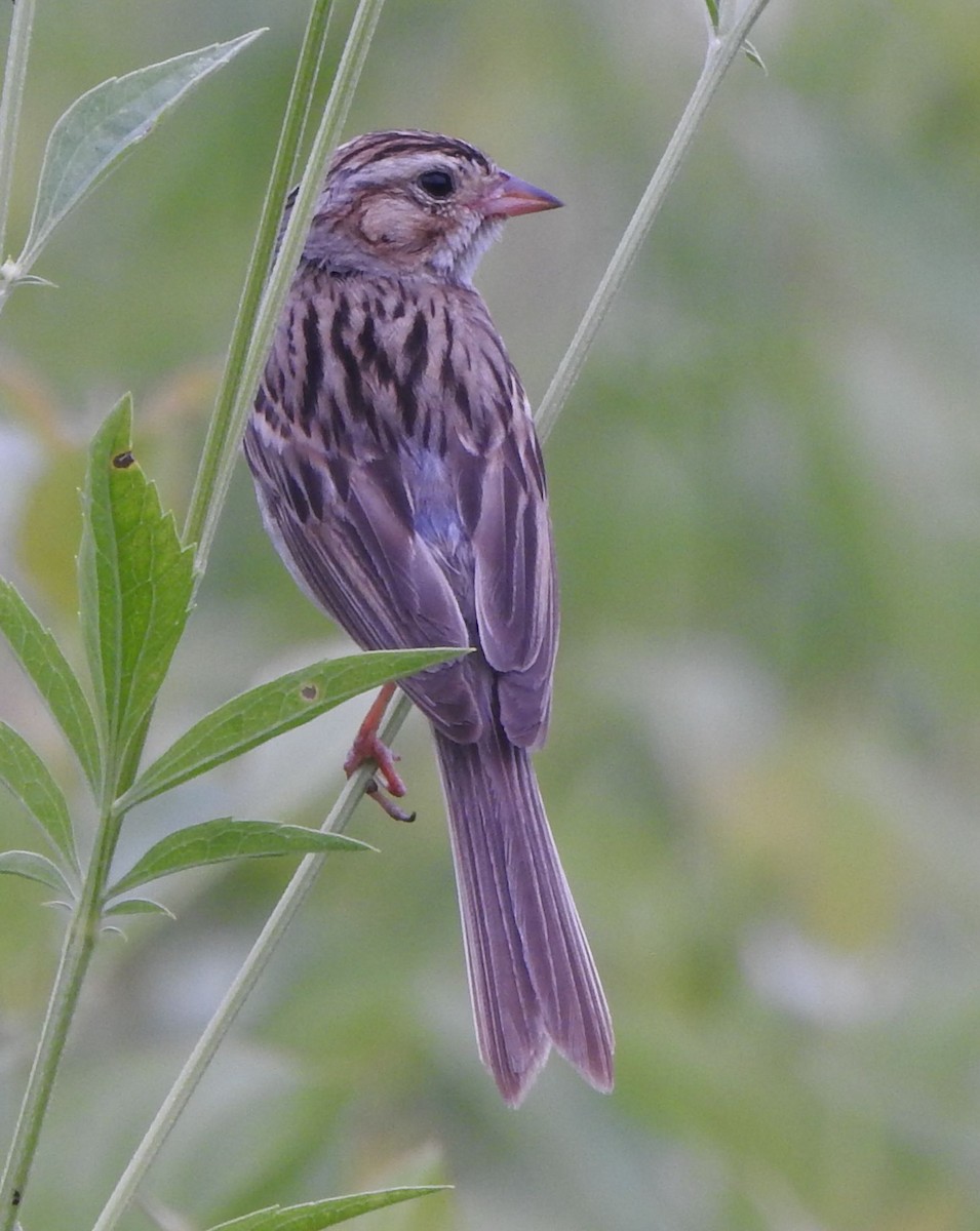 Clay-colored Sparrow - ML638932246