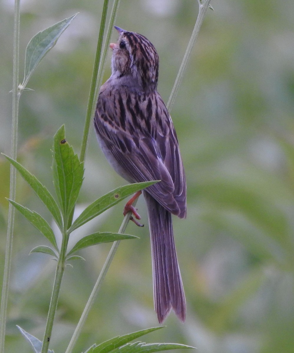 Clay-colored Sparrow - ML638932251