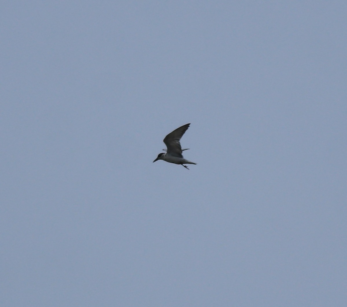Whiskered Tern - ML638932285