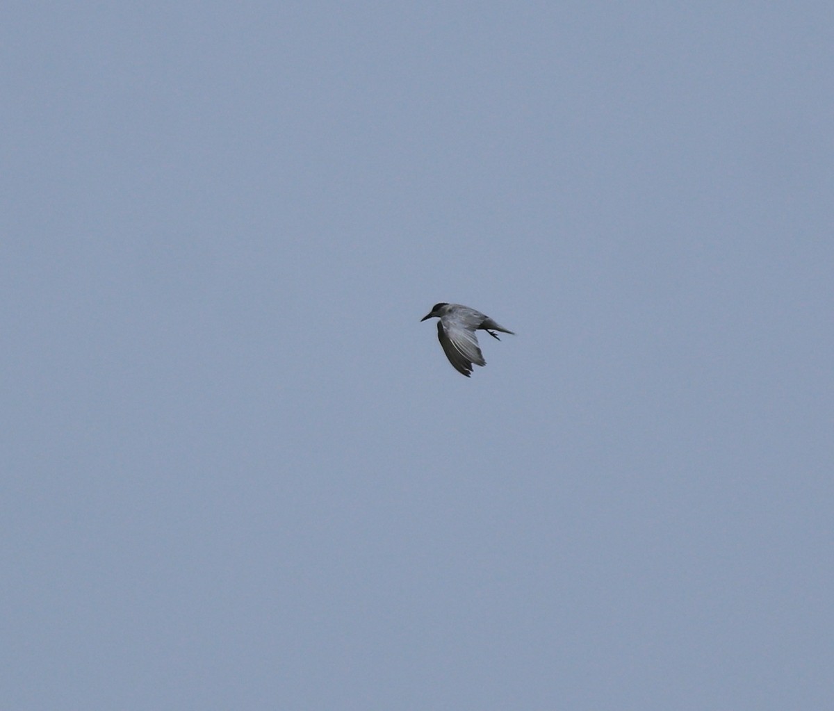 Whiskered Tern - ML638932286