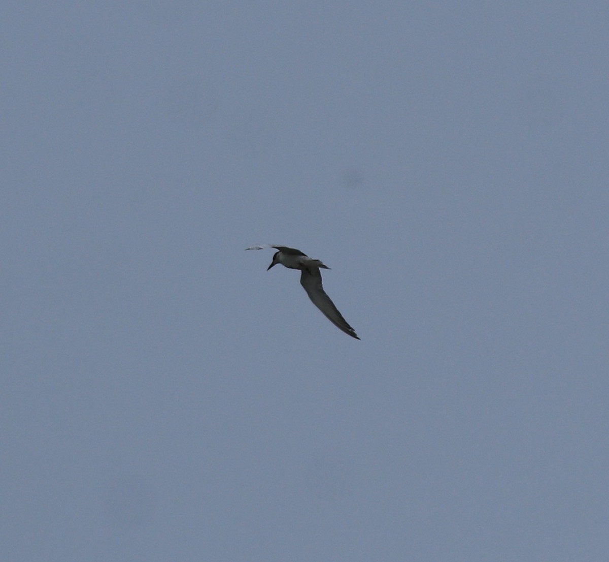 Whiskered Tern - ML638932287