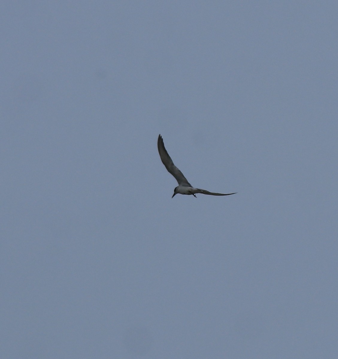Whiskered Tern - ML638932288