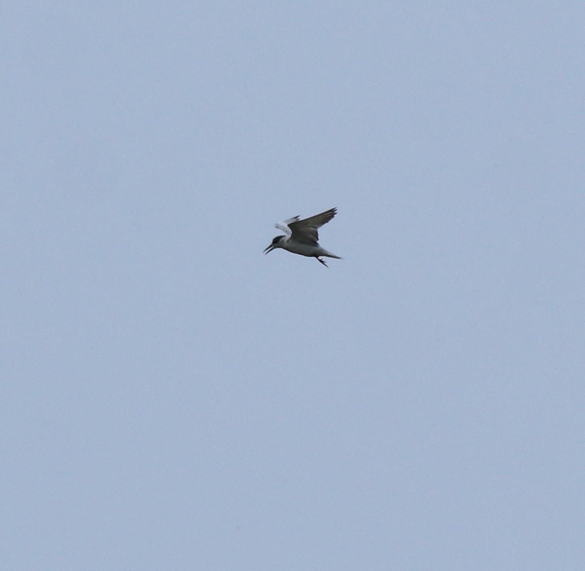 Whiskered Tern - ML638932289
