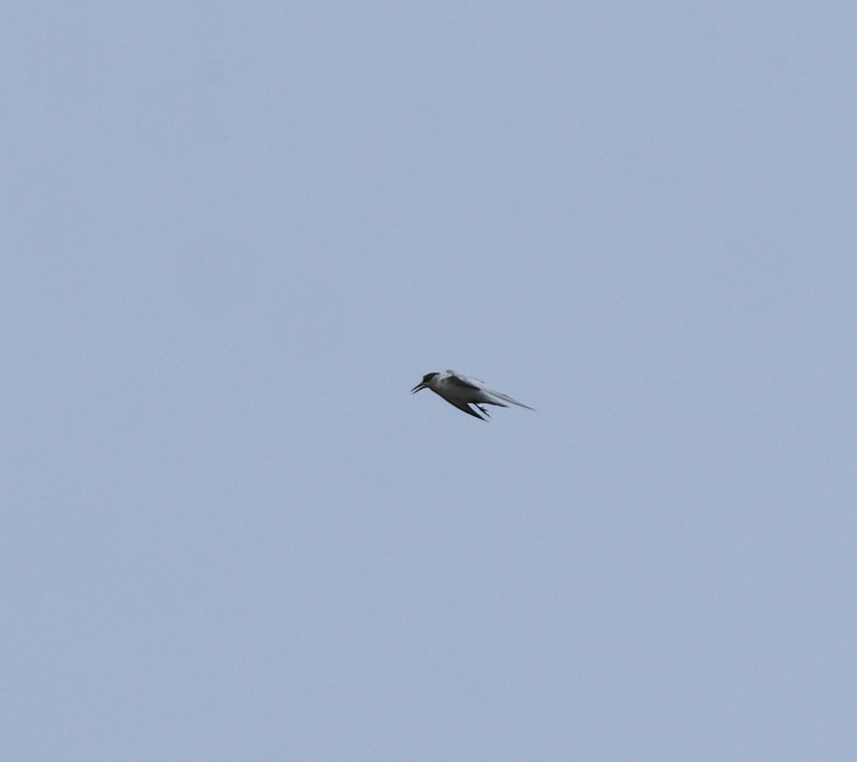 Whiskered Tern - ML638932290