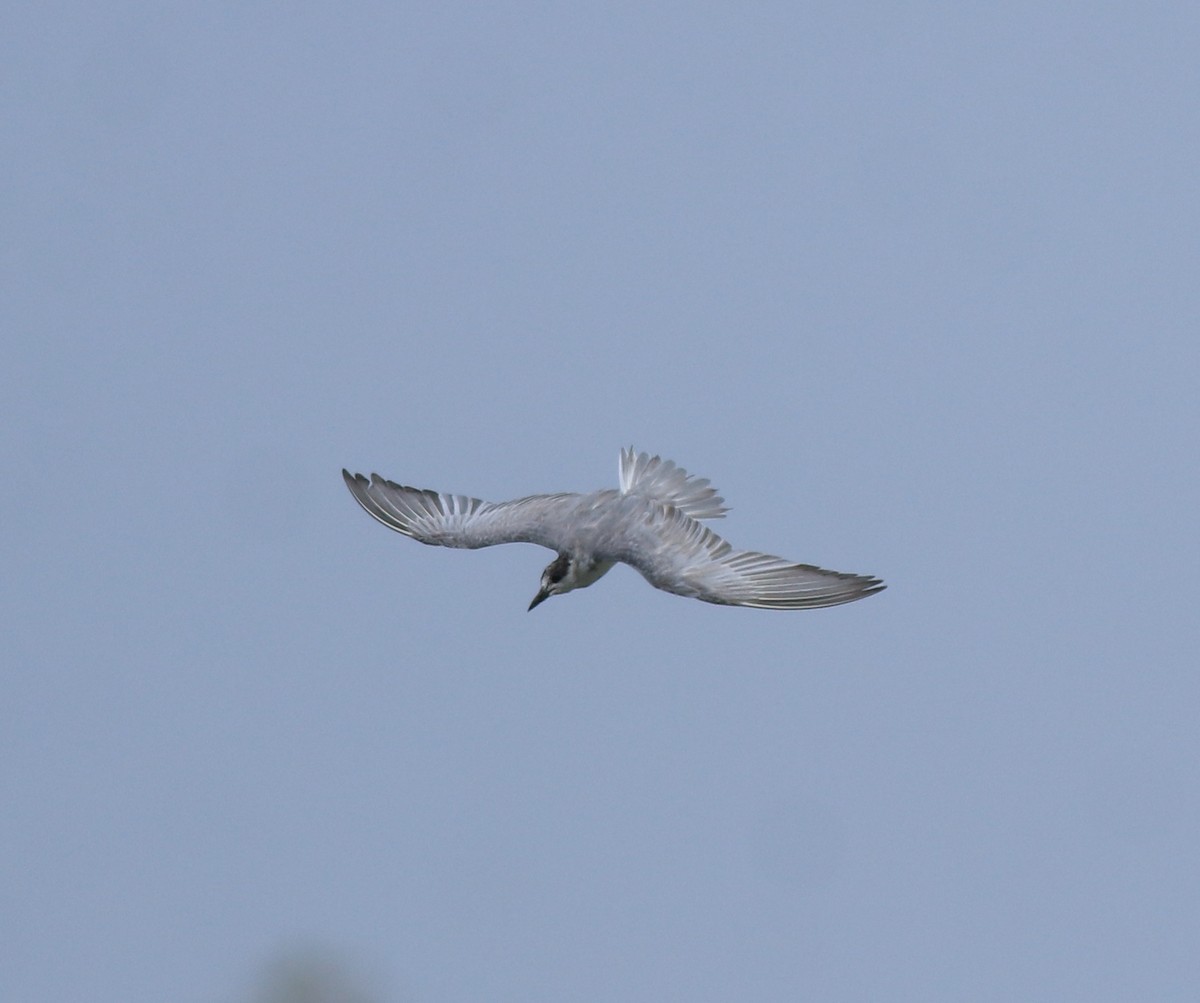 Whiskered Tern - ML638932292