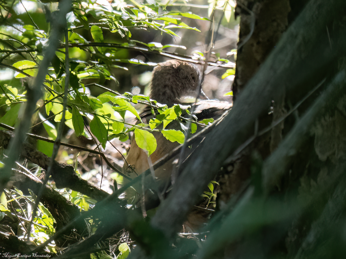 Thicket Tinamou - ML638932327