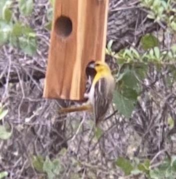 Bullock's Oriole - ML638932351