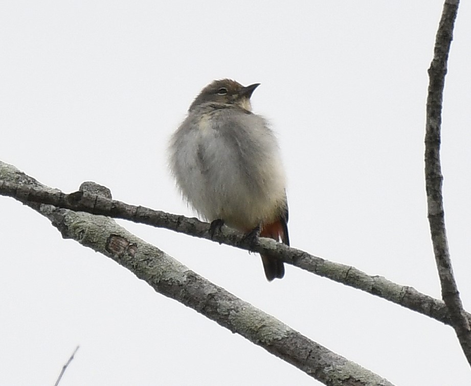 Mistletoebird - ML638932358