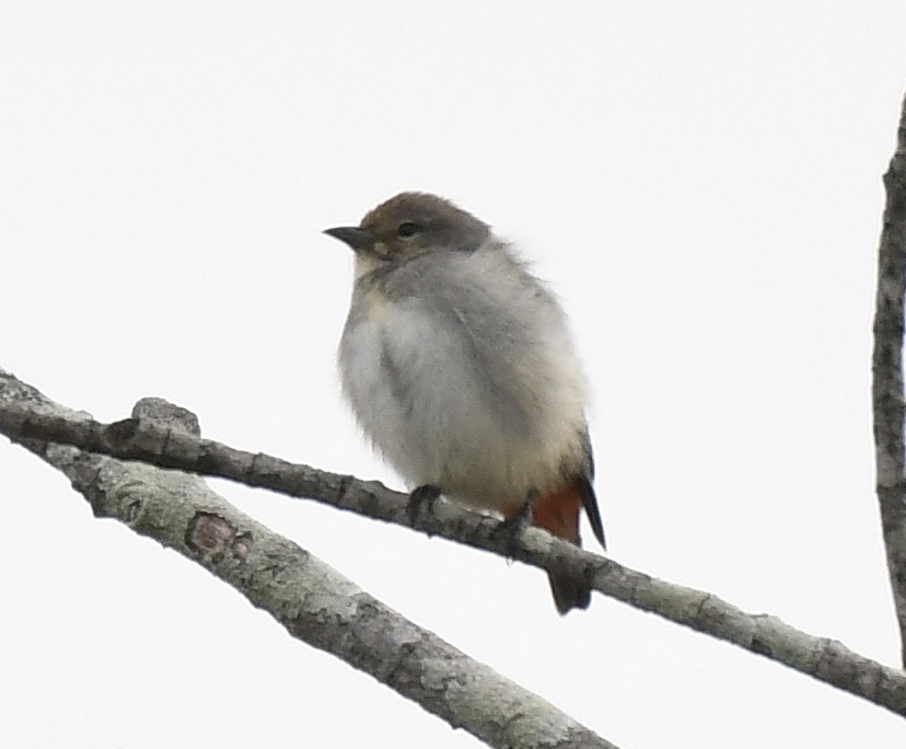 Mistletoebird - ML638932359