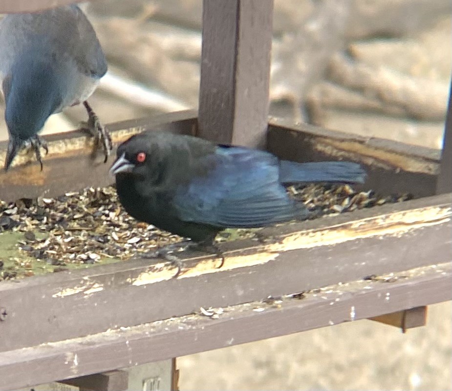 Bronzed Cowbird - ML638932379