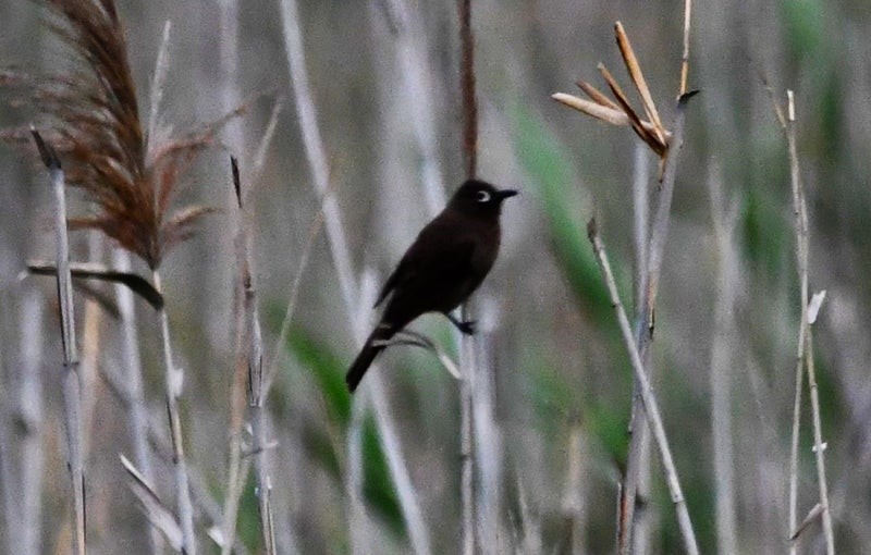 Cape Bulbul - ML638932383