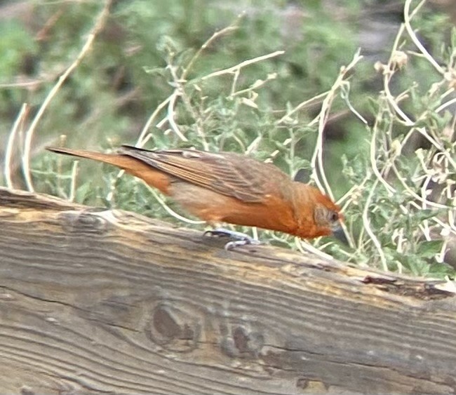 Hepatic Tanager - ML638932385