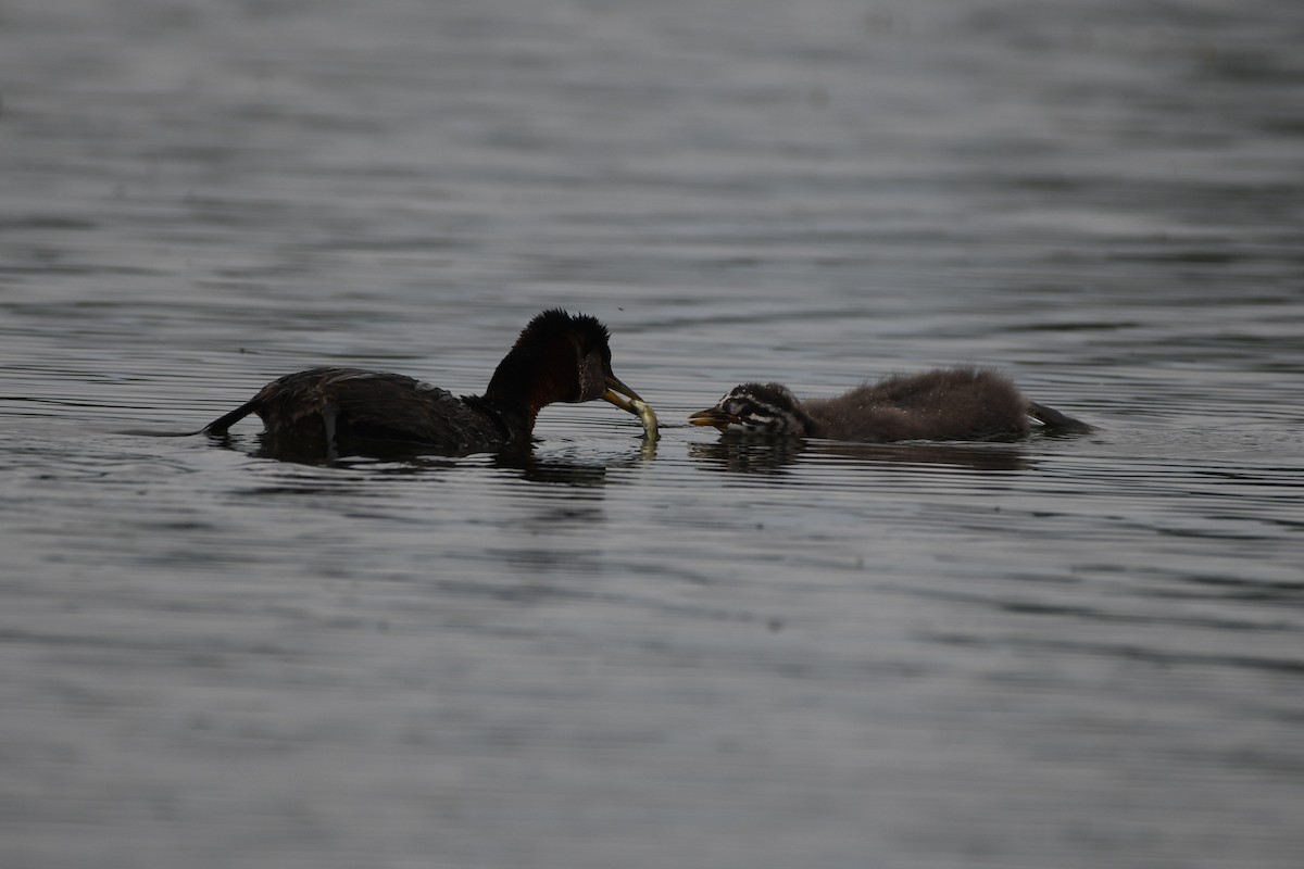 Red-necked Grebe - ML638932387