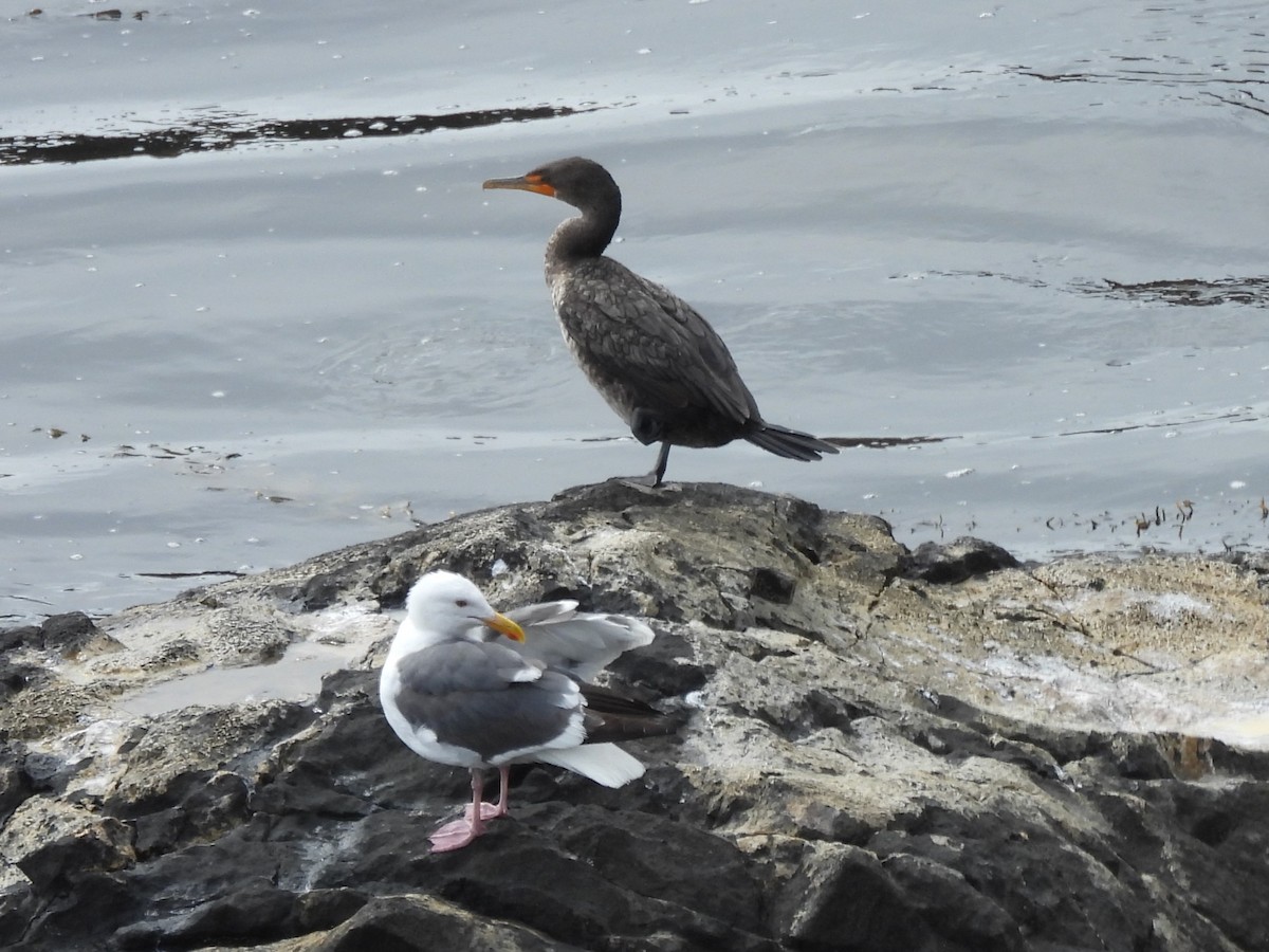 Double-crested Cormorant - ML638932397