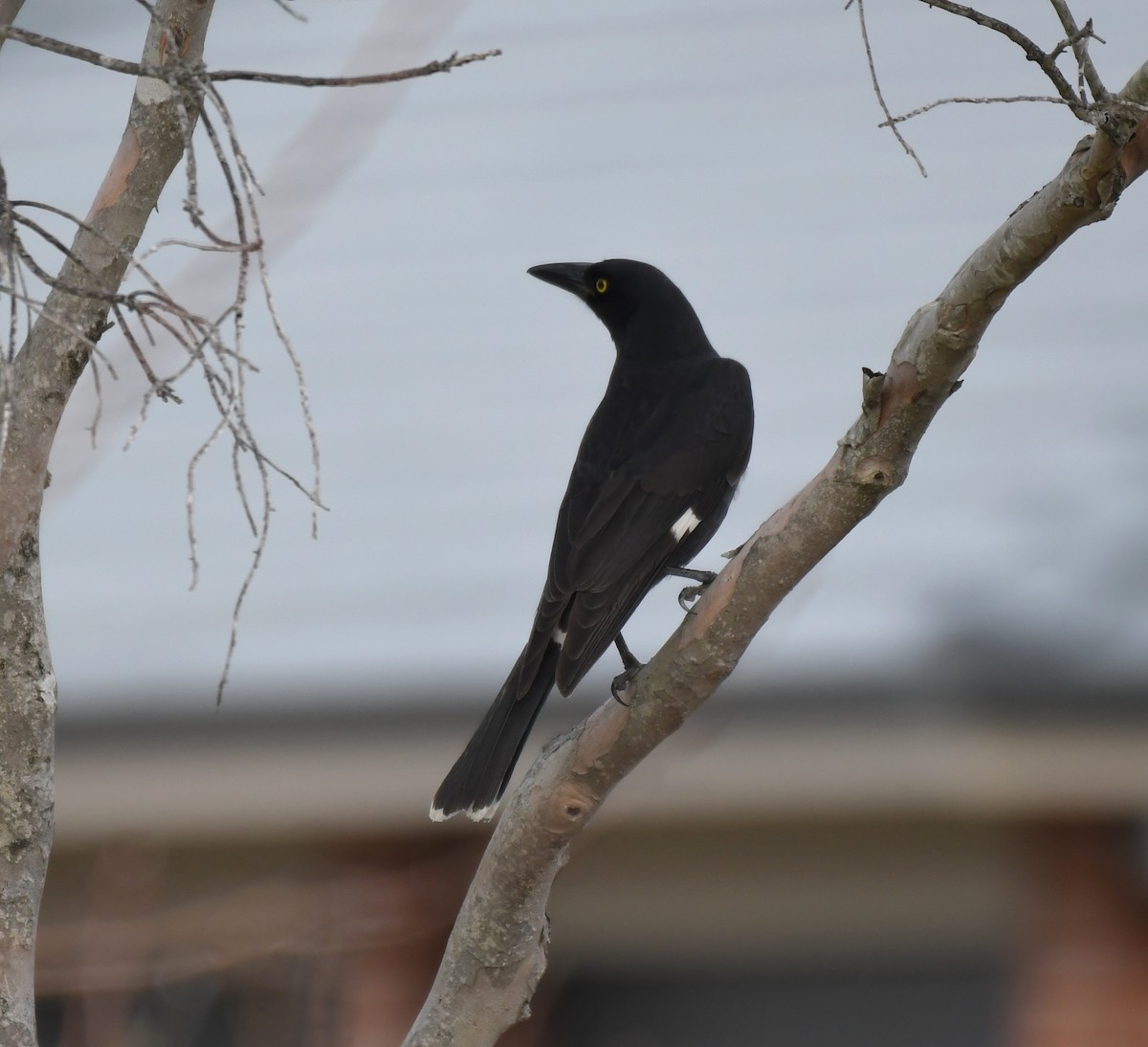 Pied Currawong - ML638932419