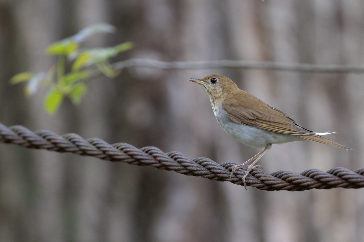 Veery - ML638932442
