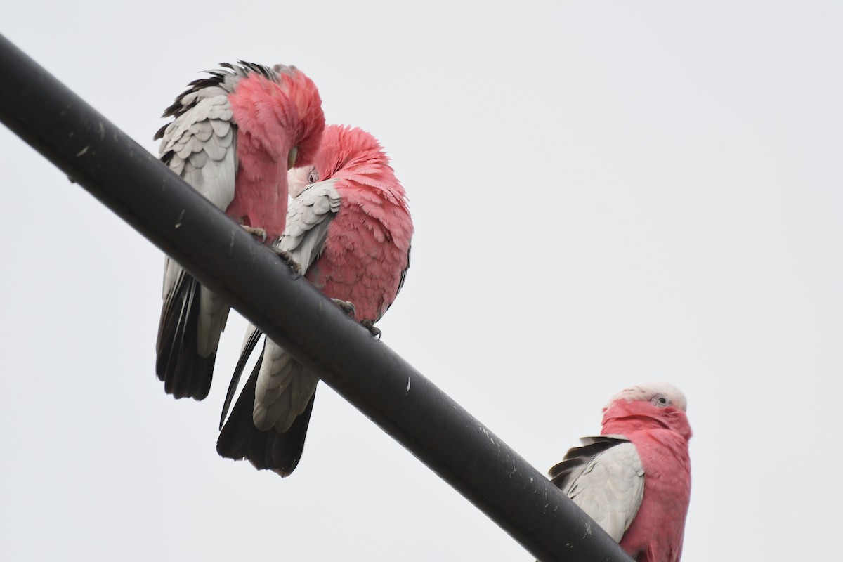 Galah - ML638932446