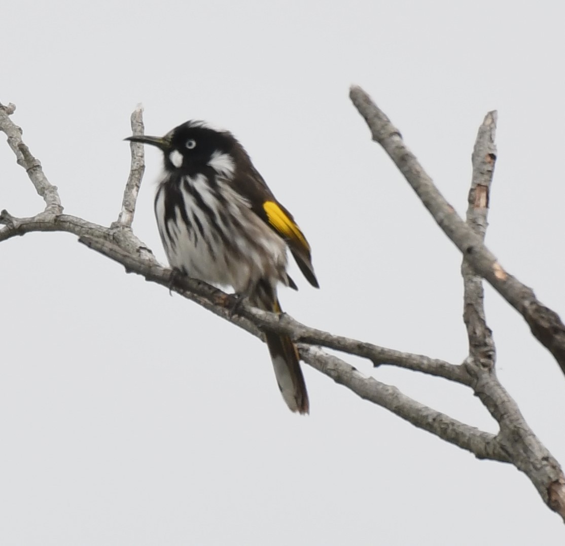 New Holland Honeyeater - ML638932454