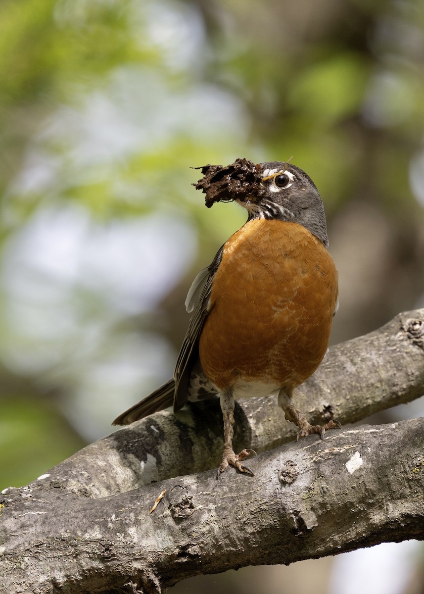 American Robin - ML638932458