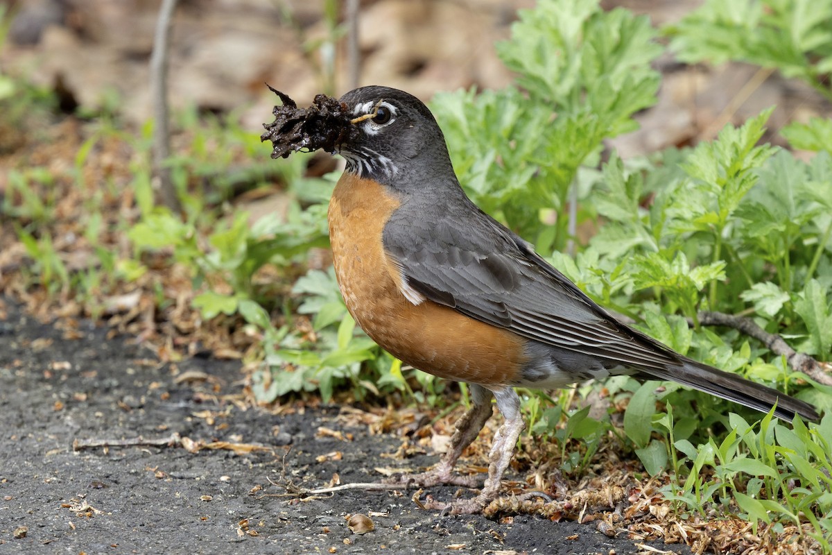 American Robin - ML638932459