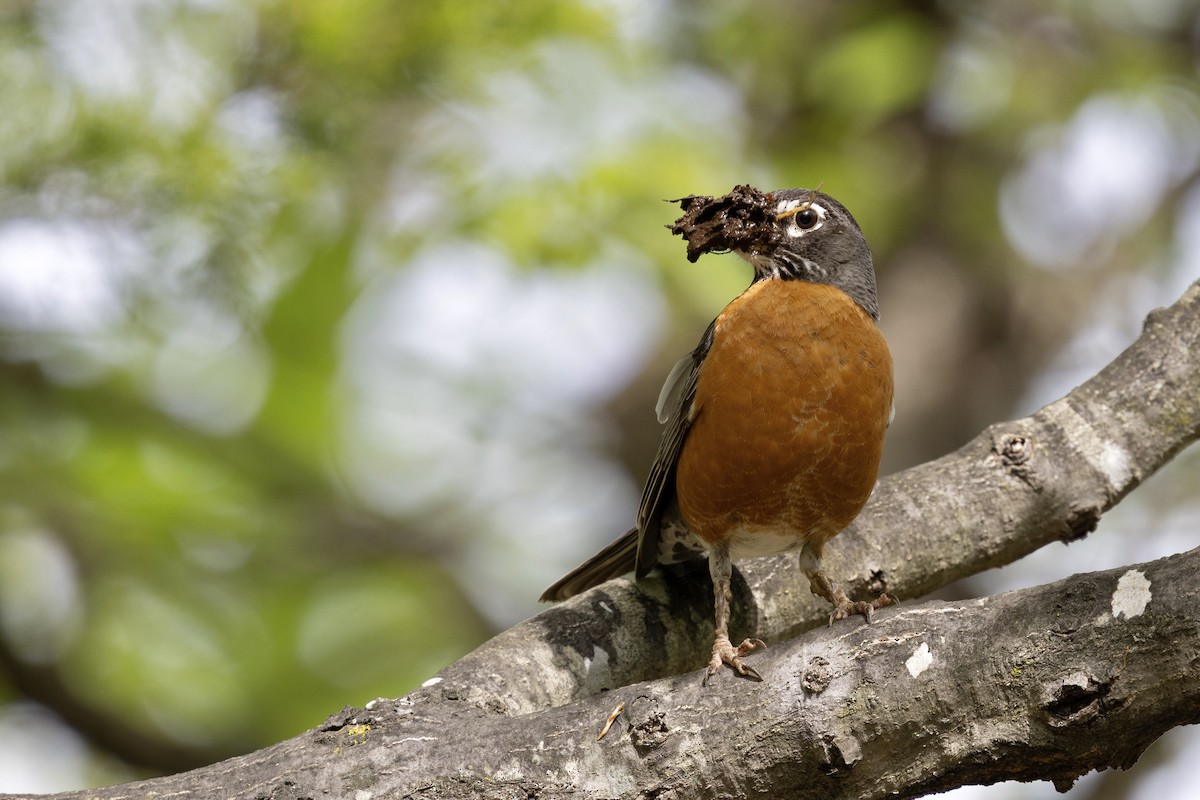 American Robin - ML638932460