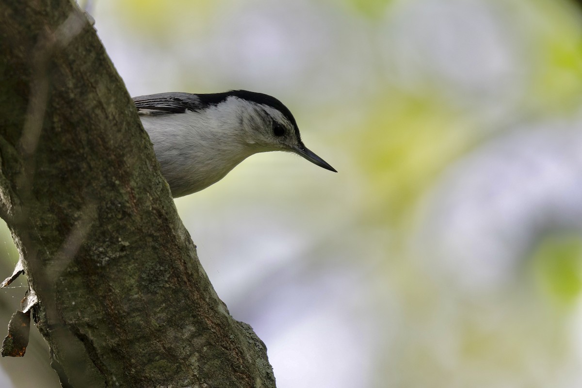 White-breasted Nuthatch (Eastern) - ML638932464