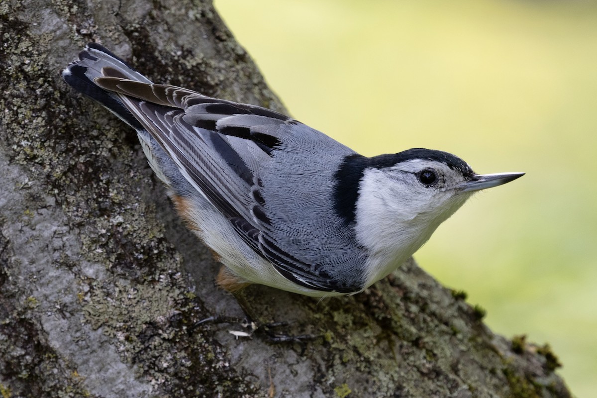 White-breasted Nuthatch (Eastern) - ML638932465