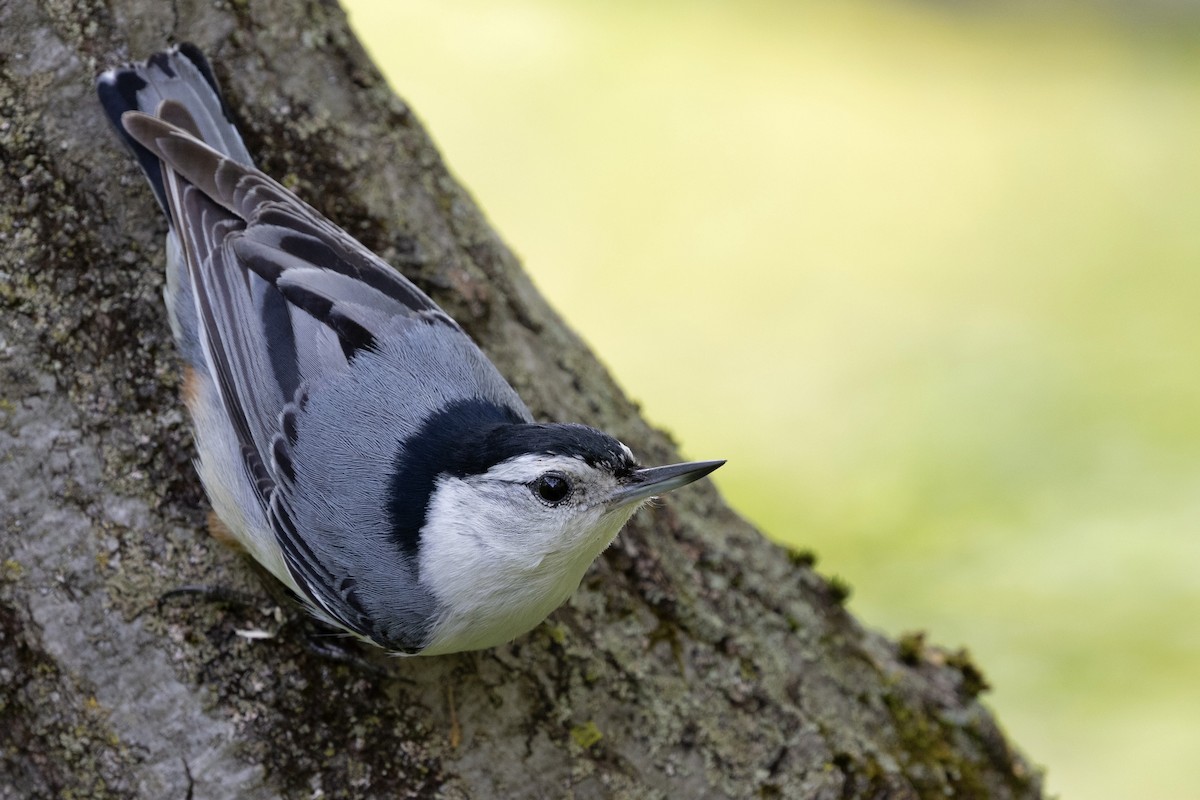 White-breasted Nuthatch (Eastern) - ML638932466