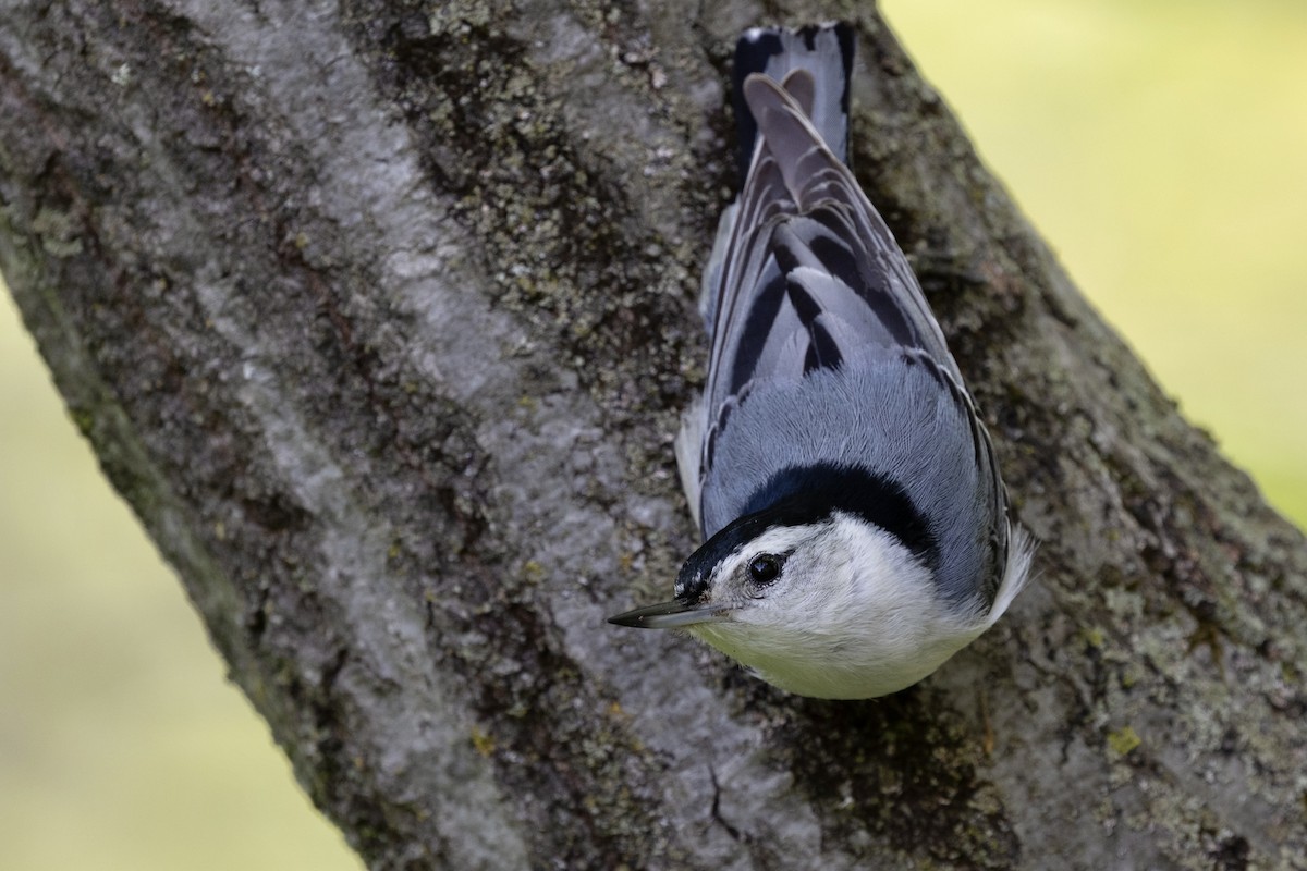 White-breasted Nuthatch (Eastern) - ML638932467