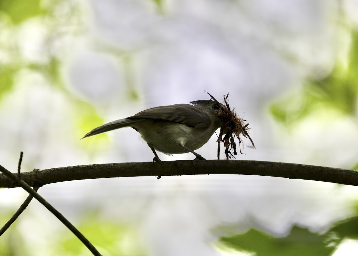 Tufted Titmouse - ML638932472