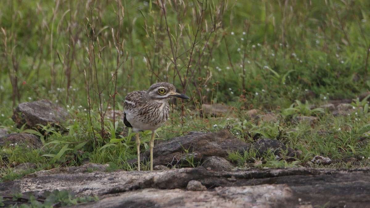 Indian Thick-knee - ML638932474