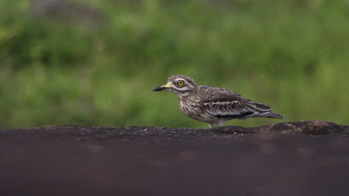 Indian Thick-knee - ML638932478