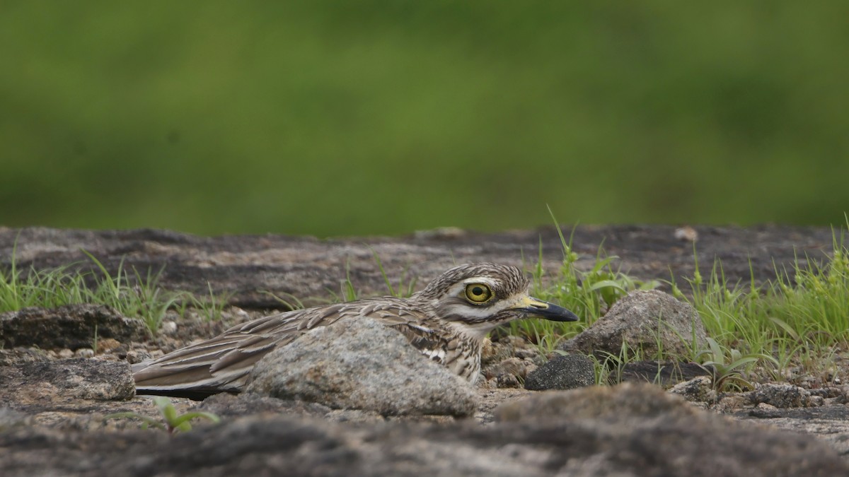 Indian Thick-knee - ML638932482
