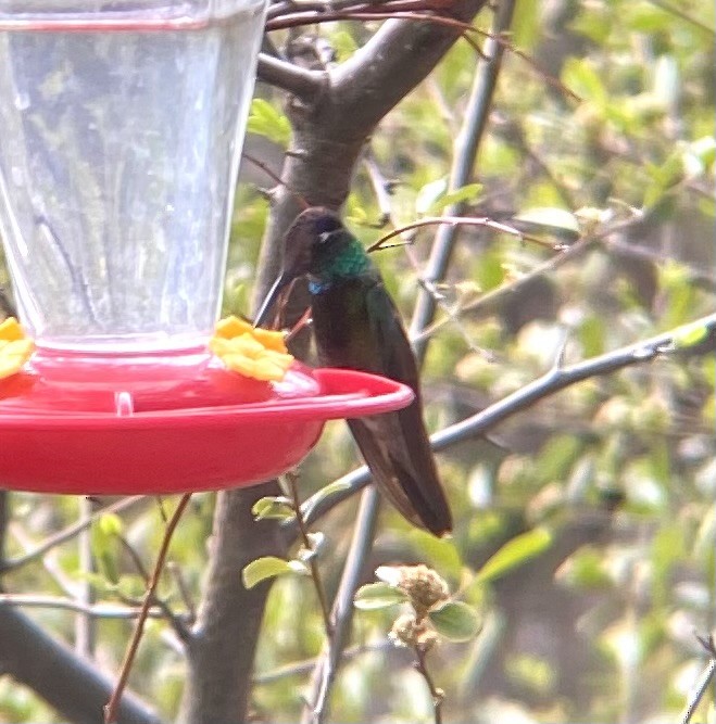 Rivoli's Hummingbird - ML638932484