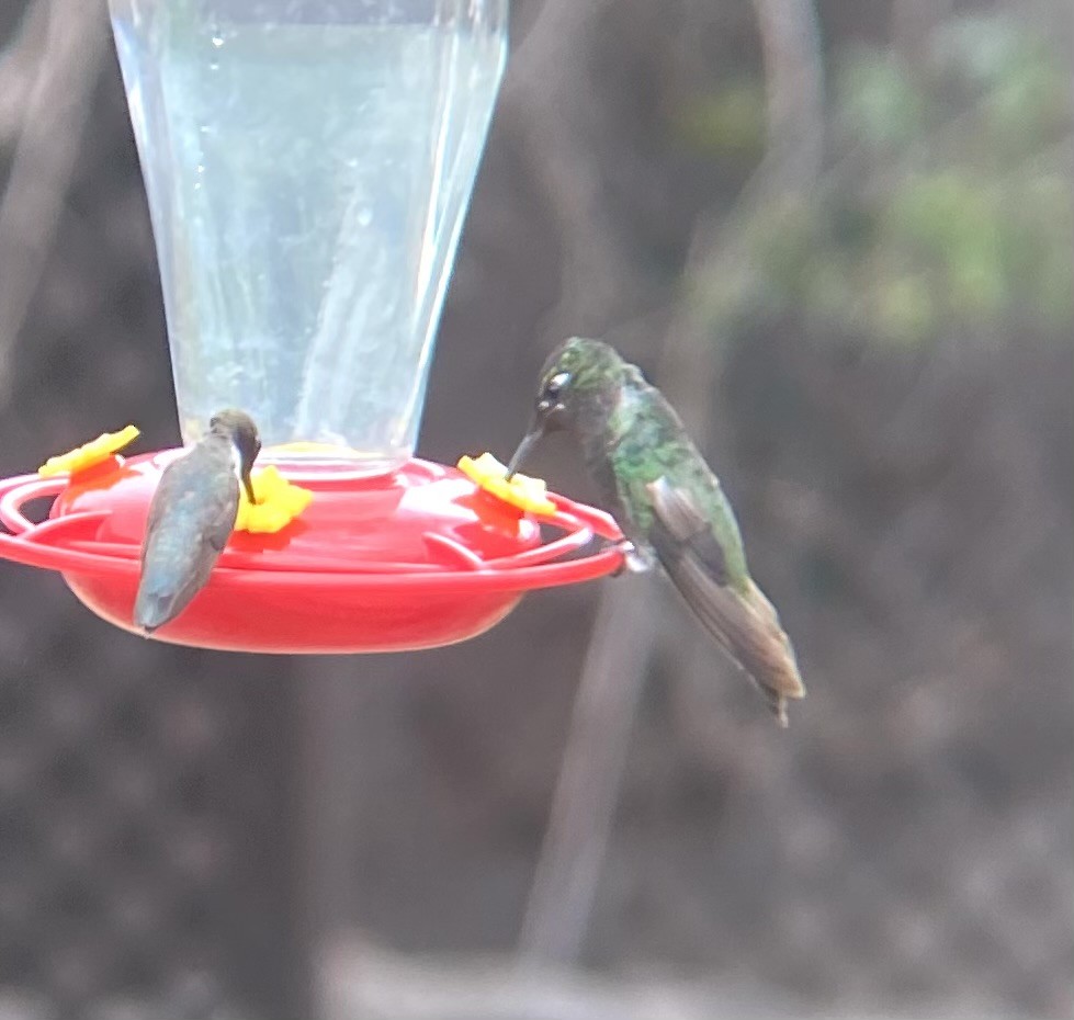 Rivoli's Hummingbird - ML638932490