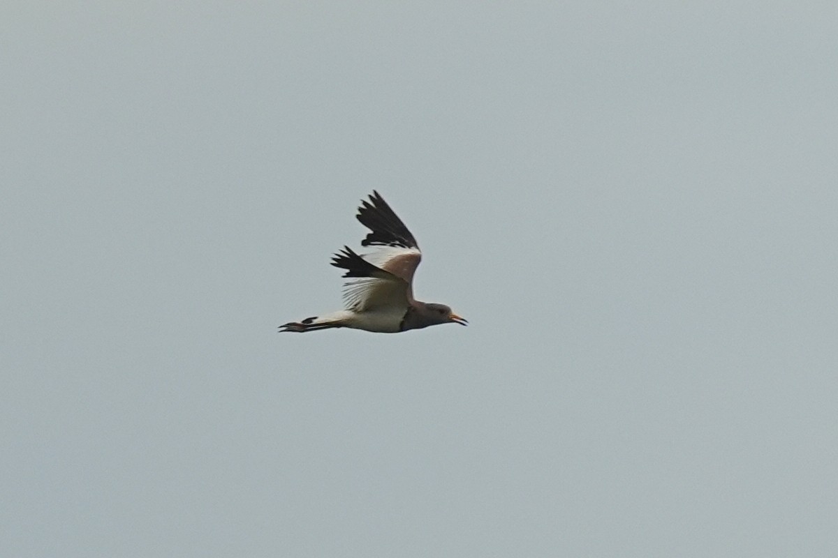 Gray-headed Lapwing - ML638932507