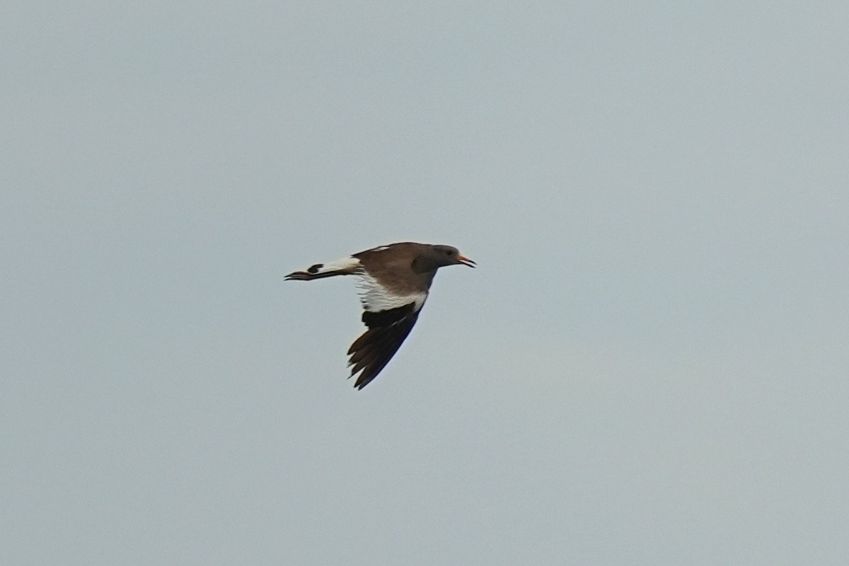 Gray-headed Lapwing - ML638932508