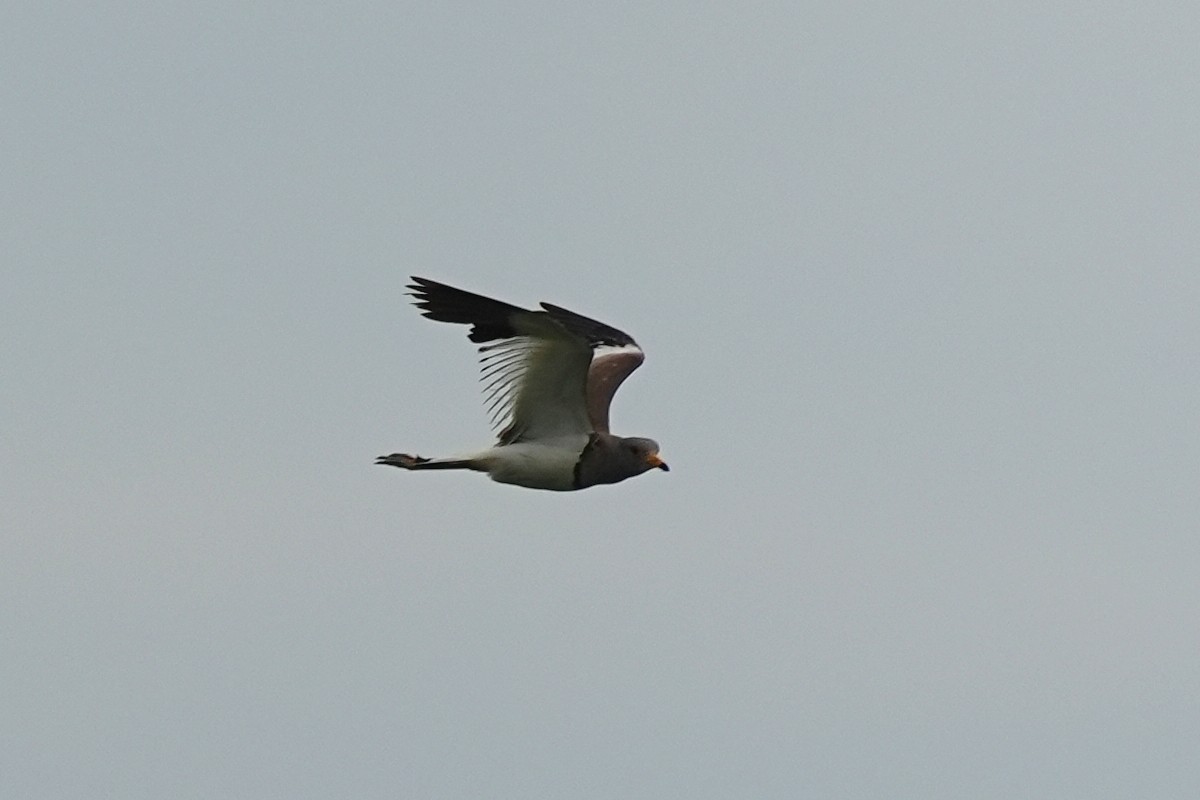 Gray-headed Lapwing - ML638932510