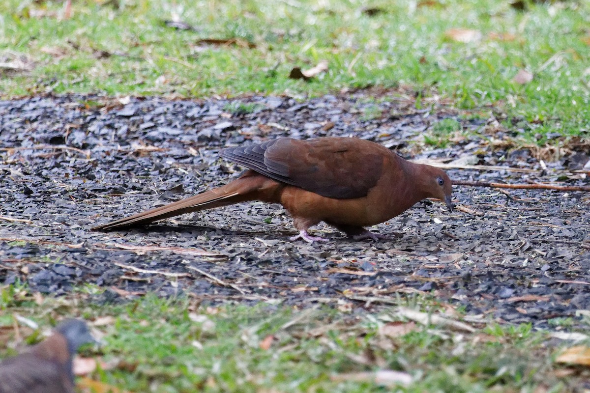 Brown Cuckoo-Dove - ML638932511