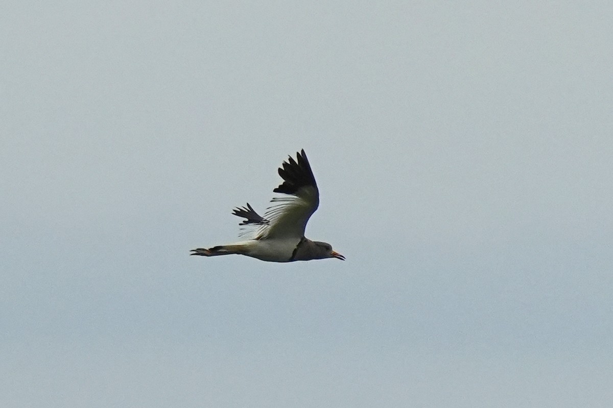 Gray-headed Lapwing - ML638932515