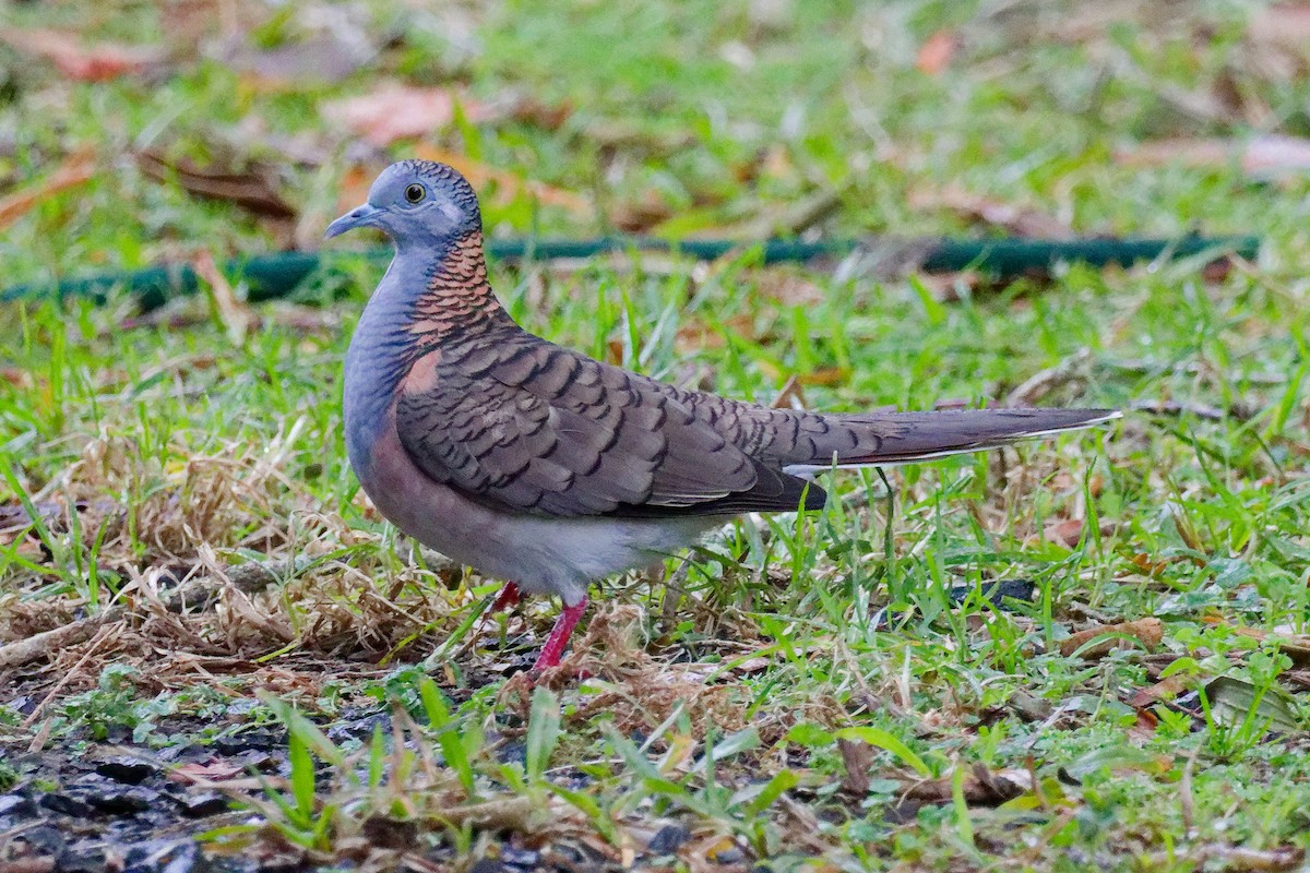 Bar-shouldered Dove - ML638932517