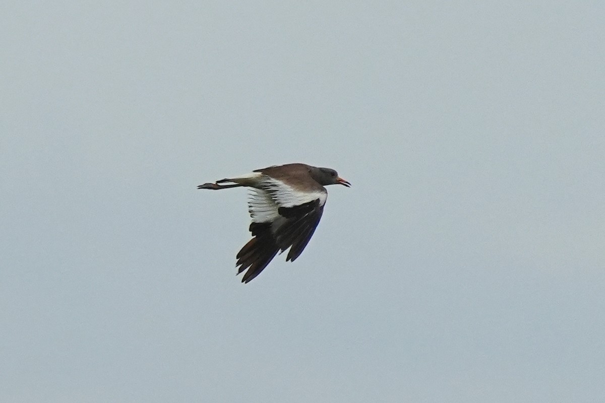 Gray-headed Lapwing - ML638932519